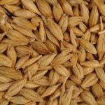 barley-malt